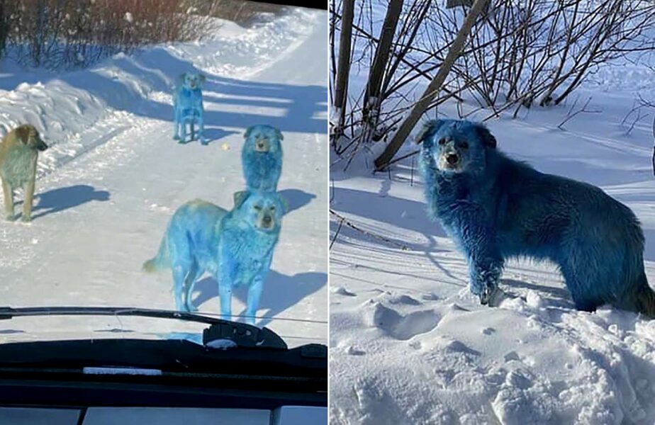 Culoarea câinilor albaștri ar putea proveni de la sulfatul de cupru păstrat