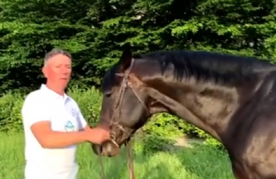 EXCLUSIV | Povestea celui mai scump cal din România. Cum vrea stăpânul să ajungă la Olimpiadă