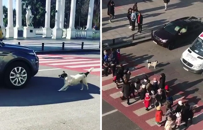 VIDEO | Căţelul Kupata a devenit eroul unui oraş întreg. Opreşte maşinile şi ajută copiii să traverseze în siguranţă strada