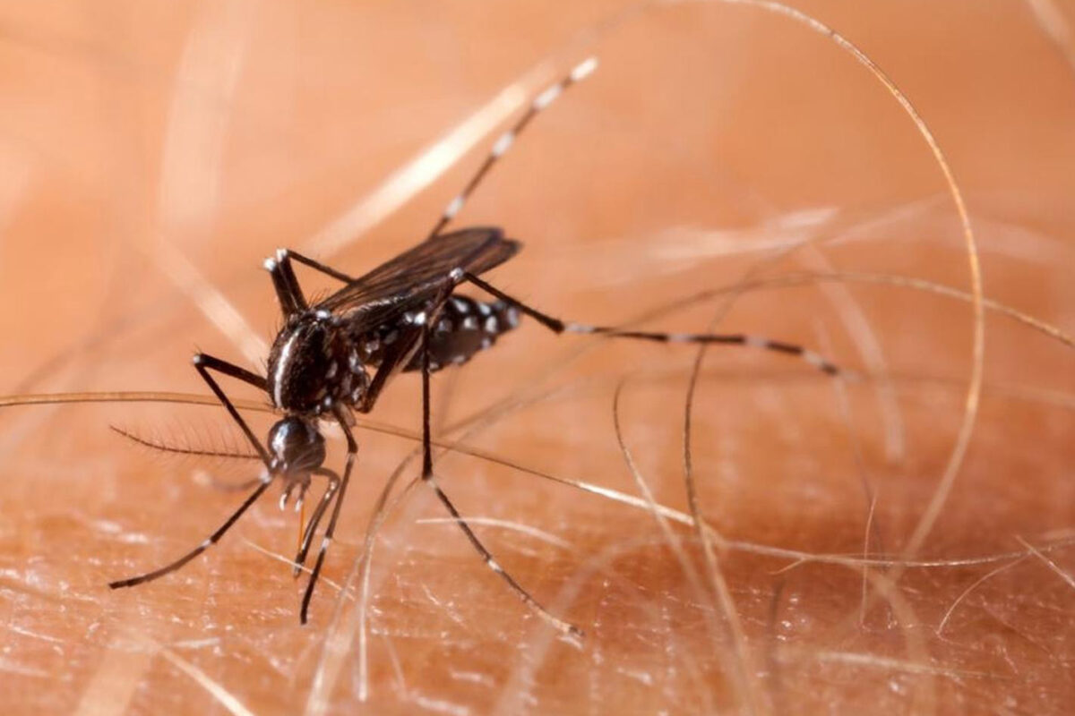 Se transmite COVID-19 prin mușcătura de țânțari? Anunțul emis de autoritățile din Italia