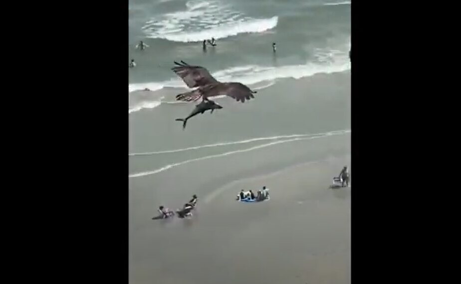 Imagini uluitoare de pe plajă! Un vultur uriaș zboară cu un pui de rechin în gheare – VIDEO