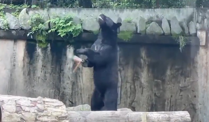 VIDEO | Imagini virale cu ursul "karatist" de la o Grădină Zoologică din Japonia. Se antrenează ca un adevărat ninja