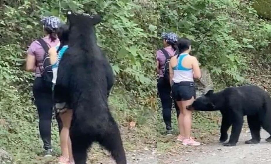 Momentul halucinant când o ursoaică ”prinde” 3 turiste ieșite la plimbare! Ce le face animalul înainte să plece – VIDEO