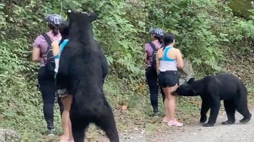 Momentul halucinant când o ursoaică ”prinde” 3 turiste ieșite la plimbare! Ce le face animalul înainte să plece – VIDEO