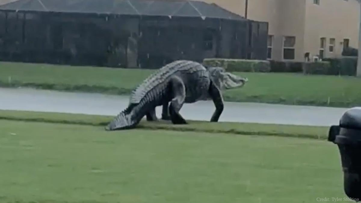 Aligator pe teren de golf