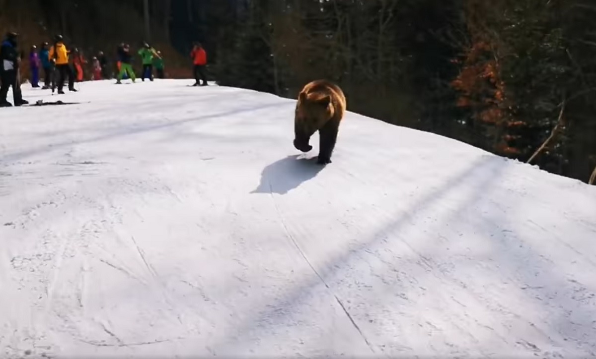 Ursul l-a fugărit pe Adrian Stoica pe pârtia din Predeal