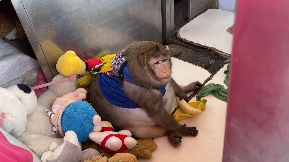 O maimuţă, obeză după ce a fost hrănită de turişti. "Godzilla" are mari probleme de sănătate. Reacţia autorităţilor