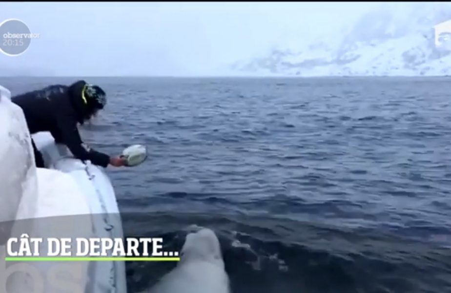 A fugit de coronavirus și a ajuns la polul frigului, să joace rugby cu o balenă albă!