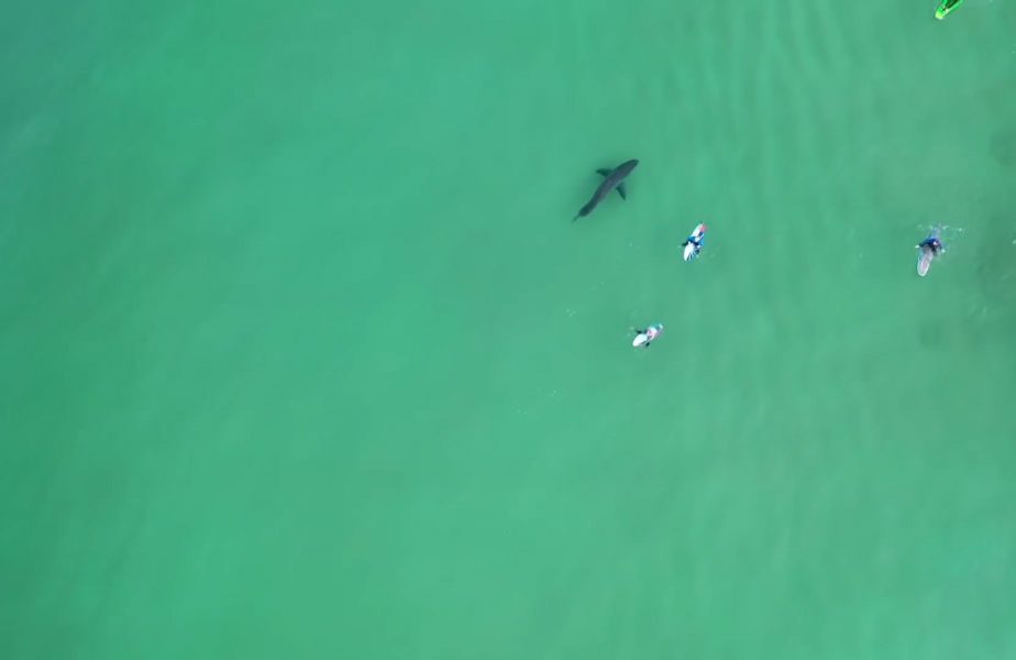 Au ieșit să facă surf, dar nu şi-au dat seama că lângă ei înota un rechin uriaş.Totul a fost filmat cu drona