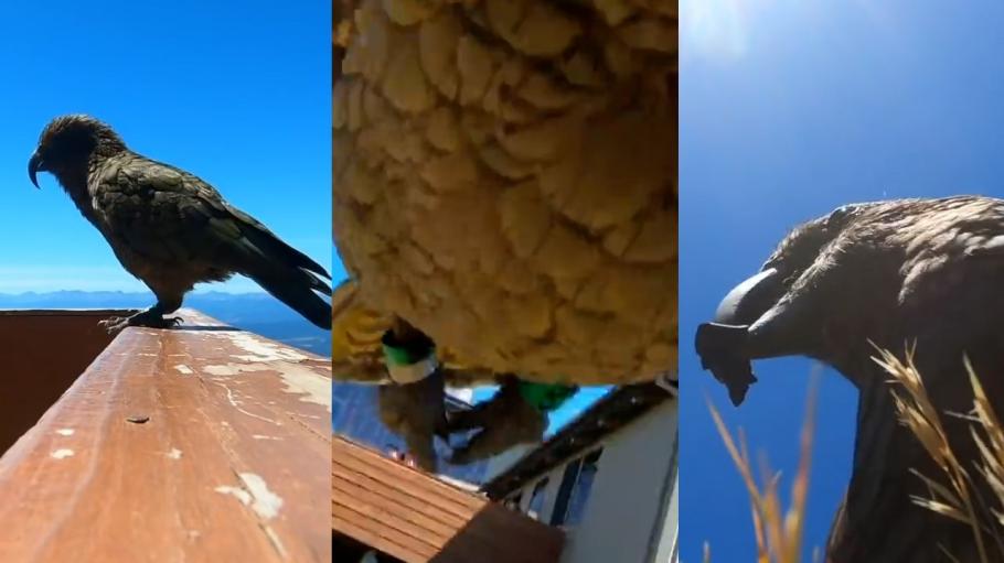 Un papagal cleptoman a furat un GoPro, în Noua Zeelandă. Camera a surprins imaginile cu evadarea spectaculoasă