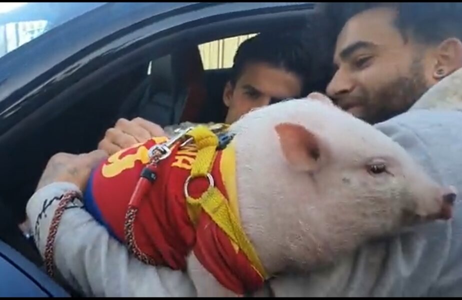 Scene de necrezut după ultimul antrenament al Barcelonei. Un jucător al lui Xavi a dat autograf pe un porc. Imagini virale
