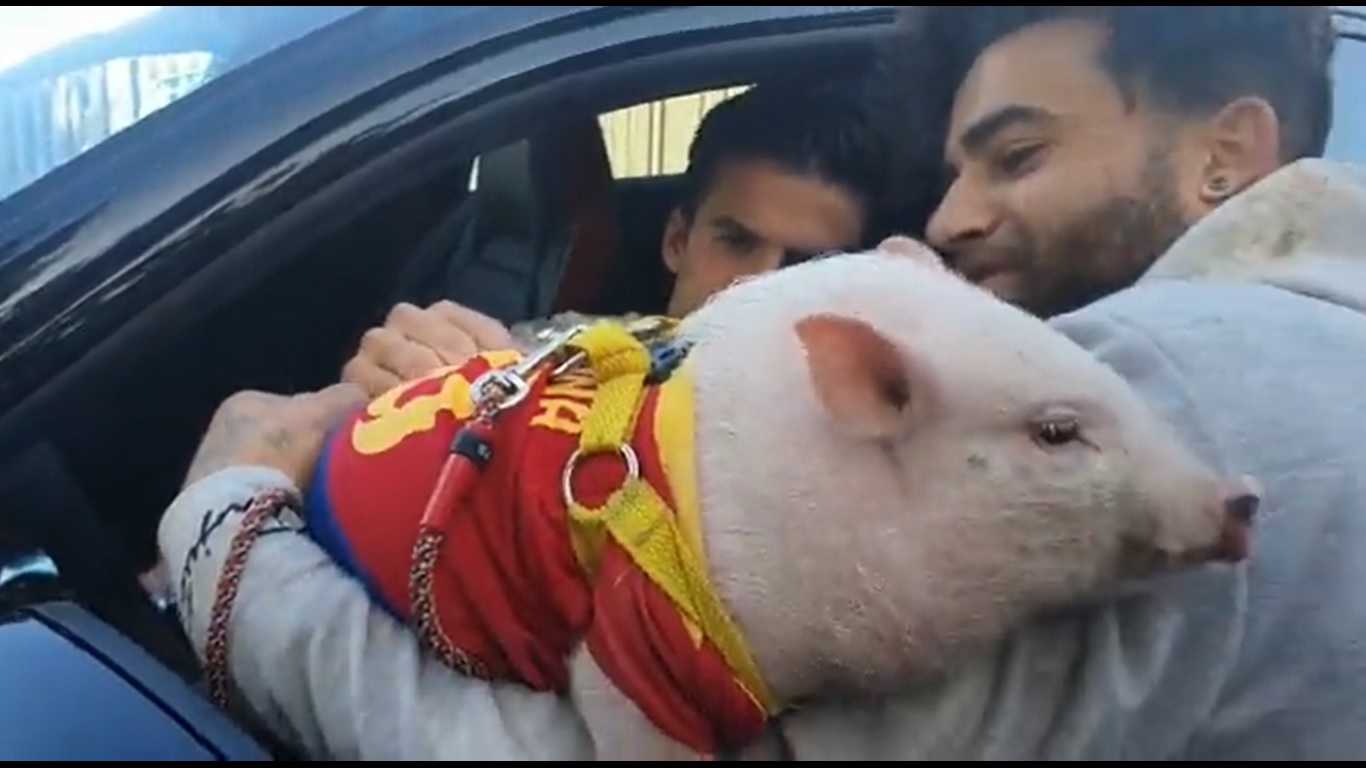 Scene de necrezut după ultimul antrenament al Barcelonei. Un jucător al lui Xavi a dat autograf pe un porc. Imagini virale