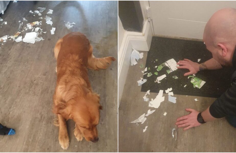 Ce a putut să facă un fan al lui Newcastle după ce câinele i-a distrus biletele pentru finala Cupei Ligii Angliei, împotriva lui Manchester United