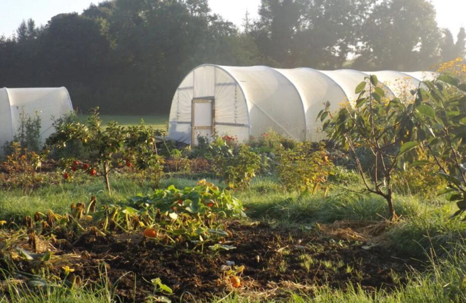 (P) Folia de acoperire pentru solarii: cum îmbunătățește producția de legume‍‍