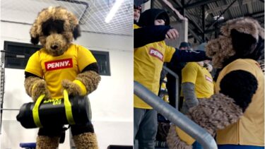 Mascota României, Ronny, e gata să le dea energie fanilor României