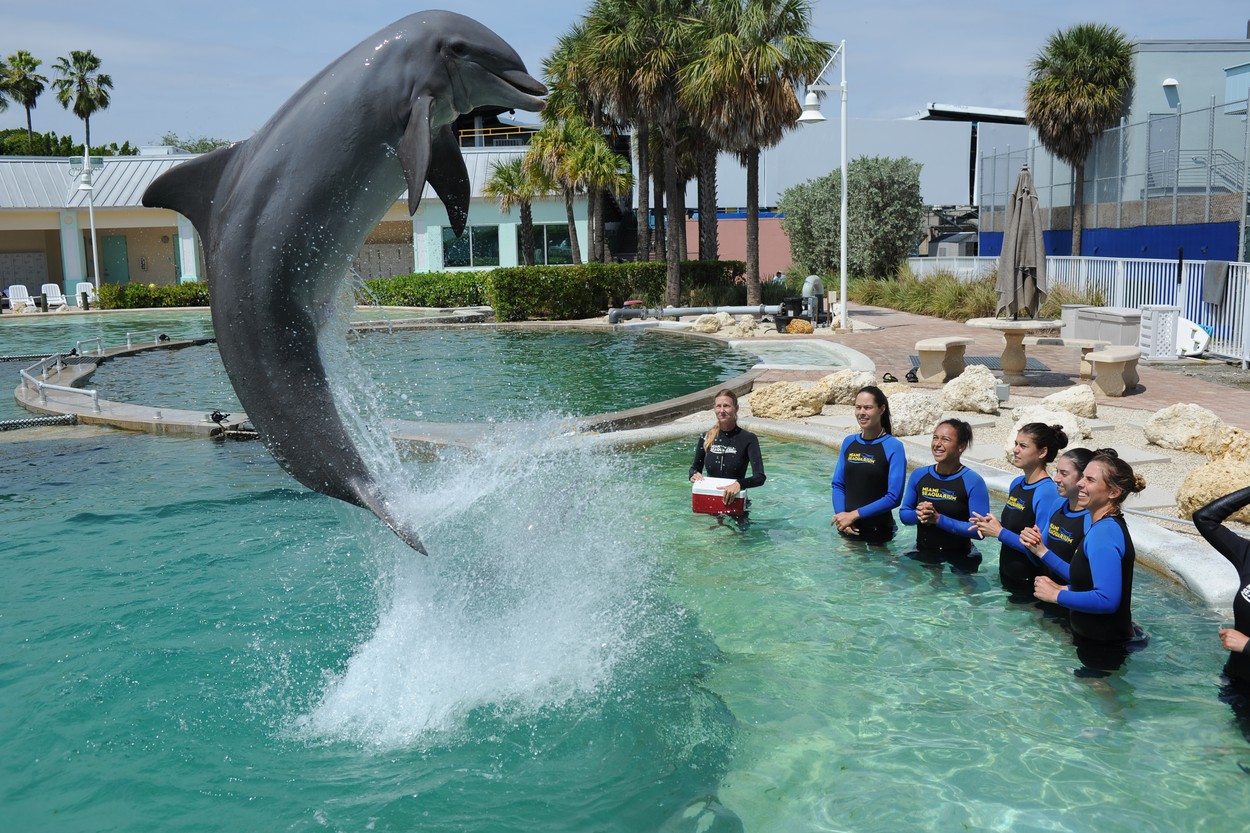 March 18, 2014: Ana Ivanovic of Serbia, Sorana Cirstea of Romania, Marina Erakovic of New Zealand, Heather Watson, Christina Mchale of the US swim with dolphins at the Miami Seaquarium before the Start of The 2014 Sony Tennis Open in Key Biscayne, FL.  Pictured here: Ana Ivanovic.,Image: 187661856, License: Rights-managed, Restrictions: , Model Release: no