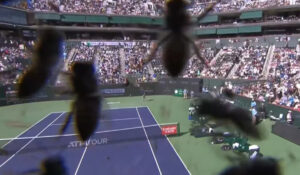 Carlos Alcaraz, atacat de albine la meciul cu Zverev de la Indian Wells: „Îmi e frică!”. Imagini uluitoare cu momentul invaziei